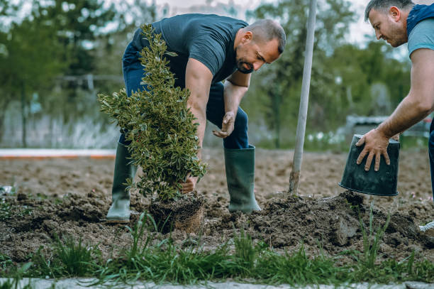 Best Leaf Removal  in Fennimore, WI