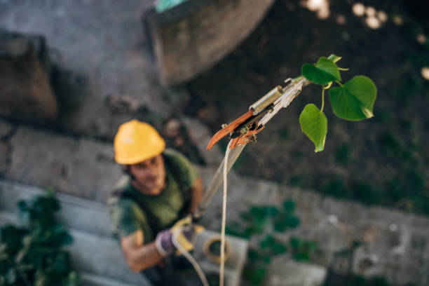 Best Tree Trimming and Pruning  in Fennimore, WI