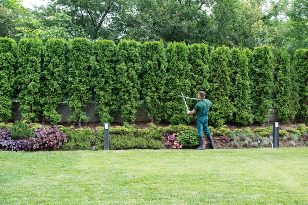 How Our Tree Care Process Works  in  Fennimore, WI