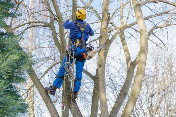 Fennimore, WI Tree Services Pros