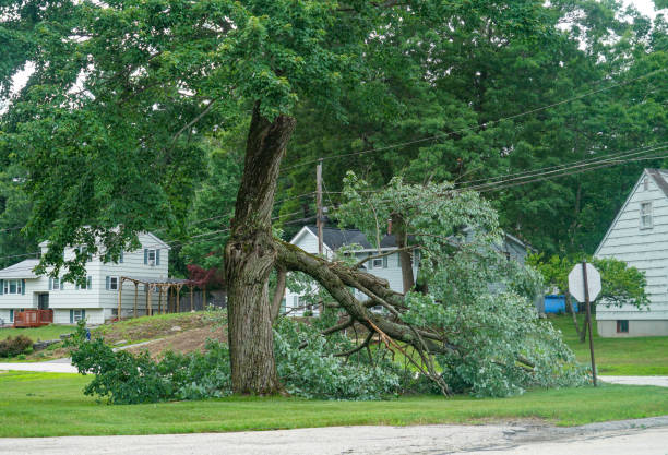 Best Root Management and Removal  in Fennimore, WI