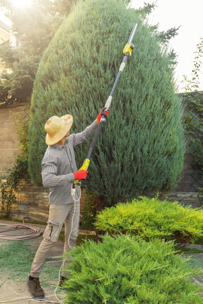 Best Sod Installation  in Fennimore, WI