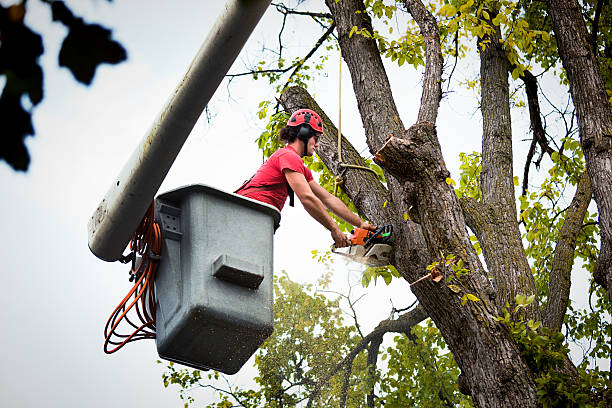 Best Hazardous Tree Removal  in Fennimore, WI