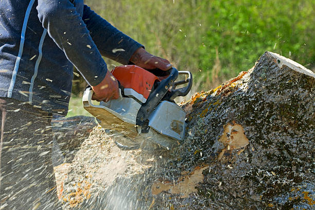 Professional Tree Services in Fennimore, WI