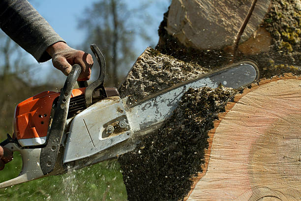 Best Emergency Tree Removal  in Fennimore, WI